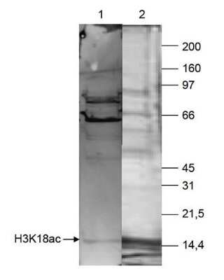 Western Blot: Histone H3 [ac Lys18] Antibody [NBP2-59174] - HeLa cells were treated with butyrate and histone extracts (15 ug) were analysed by Western blot using the antibody against H3K18ac diluted 1:250 in TBS-Tween containing 5% skimmed milk (lane 1). Lane 2 shows a coomassie blue staining of the gel. Observed molecular weight is ~15 kDa.